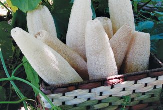 Growing Luffa